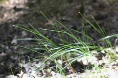 Eleocharis tenuis verrucosa