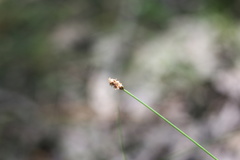Eleocharis tenuis verrucosa