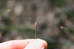 Eleocharis tenuis verrucosa