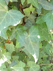 Hedera helix