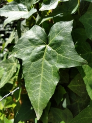 Hedera helix