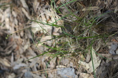 Carex reniformis