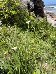 Dietes iridioides