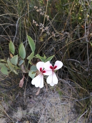 Pelargonium lanceolatum