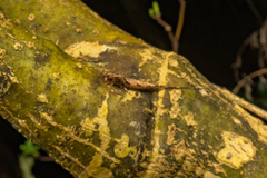 Nesomachilis