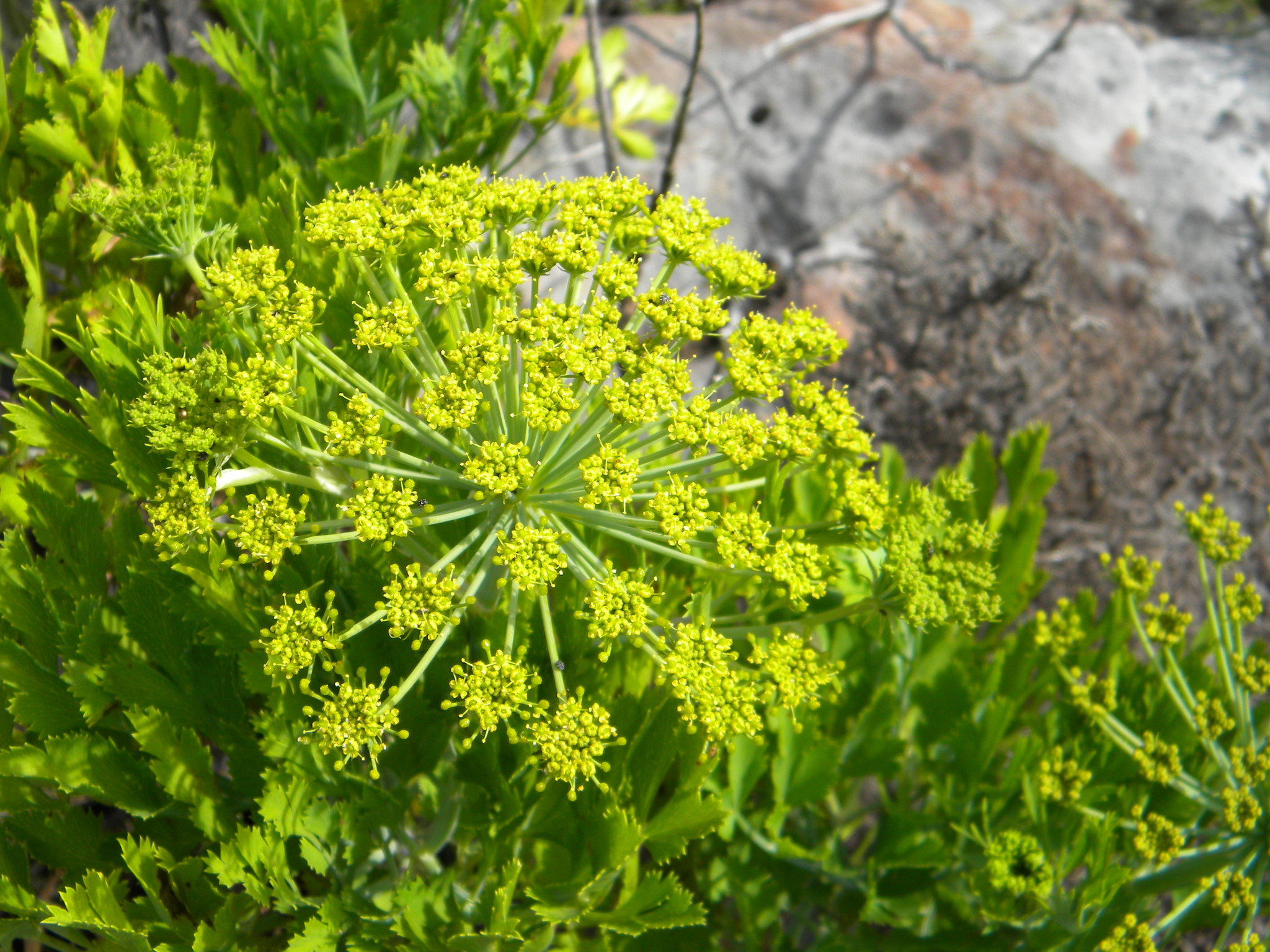 Blisterbush (Notobubon galbanum)  iNaturalist
