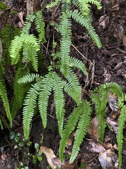 Sticherus squamulosus