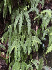 Sticherus squamulosus