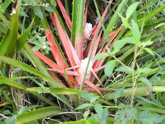 Bromelia serra