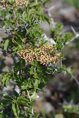 Cyphostemma quinatum