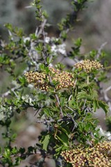 Cyphostemma quinatum