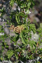 Cyphostemma quinatum