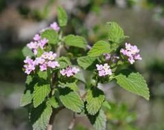 Lantana rugosa