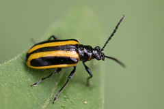 Lema confusa virgata