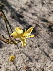 Moraea umbellata