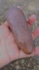 Acaudina molpadioides