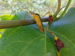 Anisoscelis marginellus