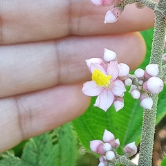 Miconia subcrustulata