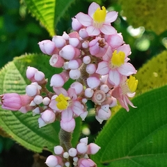 Miconia subcrustulata