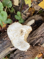 Pleurotus levis