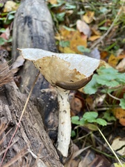 Pleurotus levis
