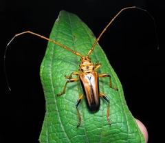 Chydarteres dimidiatus