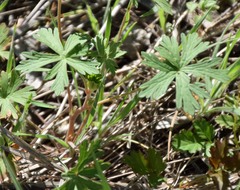 Callirhoe involucrata