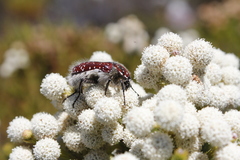 Trichostetha capensis capensis