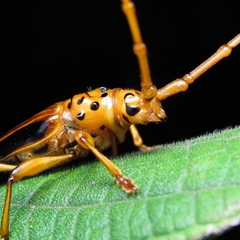 Chydarteres dimidiatus