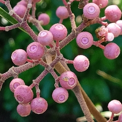 Miconia subcrustulata