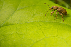 Chalepistes compressus