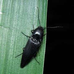 Elateridae