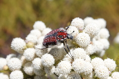 Trichostetha capensis capensis