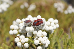 Trichostetha capensis capensis