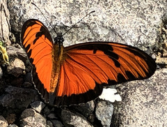 Dione vanillae lucina