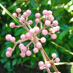 Miconia subcrustulata