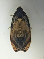 Philocryptica polypodii