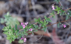 Indigofera filiformis