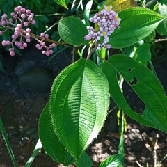 Miconia subcrustulata
