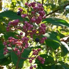 Miconia subcrustulata