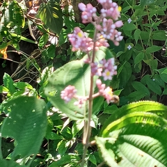 Miconia subcrustulata