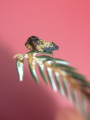 Philocryptica polypodii