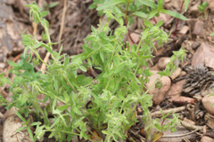Nemophila breviflora