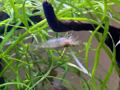 Caridina multidentata