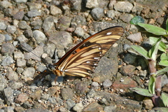 Dione vanillae lucina