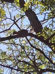 Lepidocolaptes angustirostris