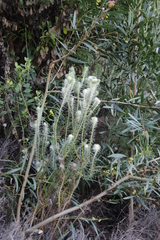 Phylica pubescens