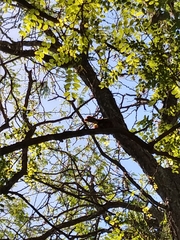 Lepidocolaptes angustirostris