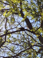 Lepidocolaptes angustirostris