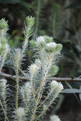 Phylica pubescens